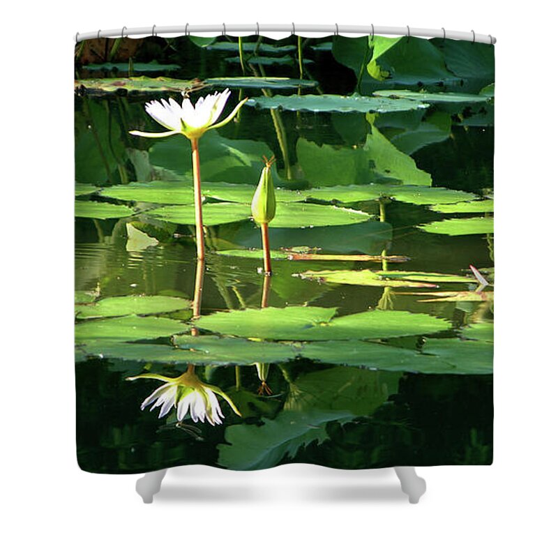 Lily Shower Curtain featuring the photograph Lily in the Light of Morning by John Lautermilch