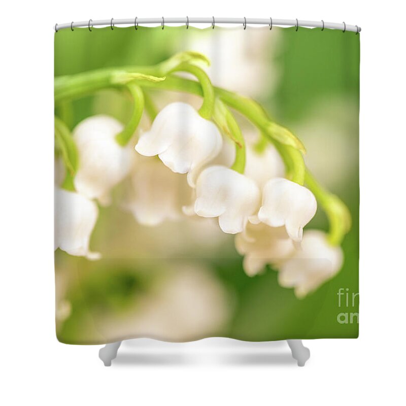 Lilly Of The Valley Shower Curtains