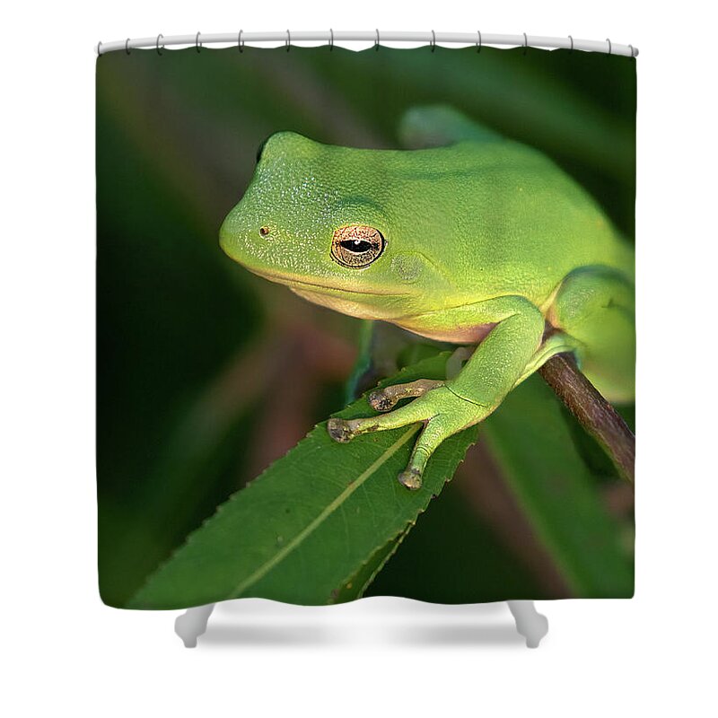 Frog Shower Curtain featuring the photograph Lime Light Lounger by Art Cole
