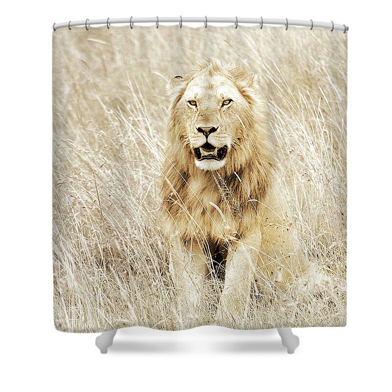 Lion Shower Curtain featuring the photograph Lion In Kenya by Sundance B