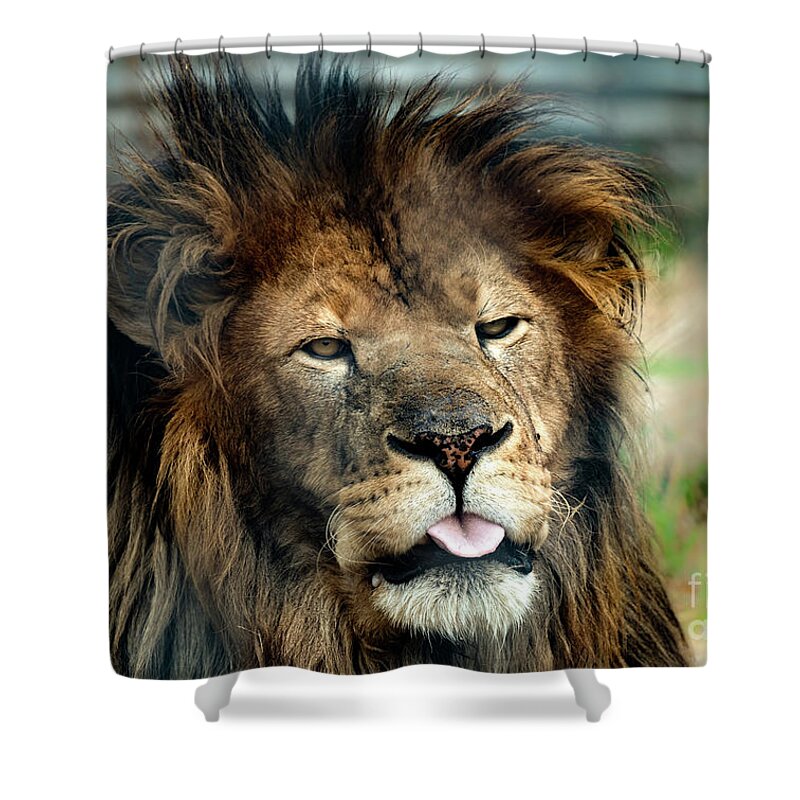 Lion Shower Curtain featuring the photograph Lion mocking the world by Sam Rino