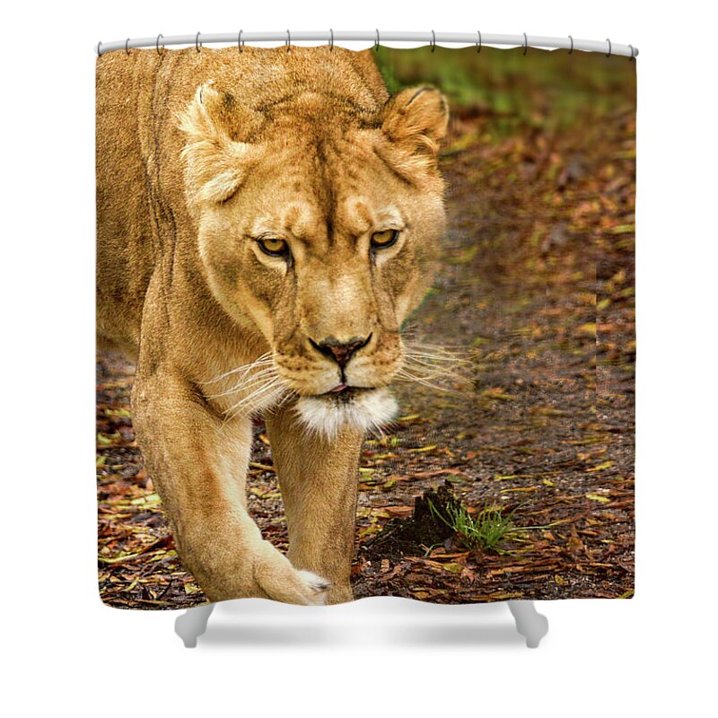 Lioness Shower Curtain featuring the photograph Lioness #2 by Minnie Gallman