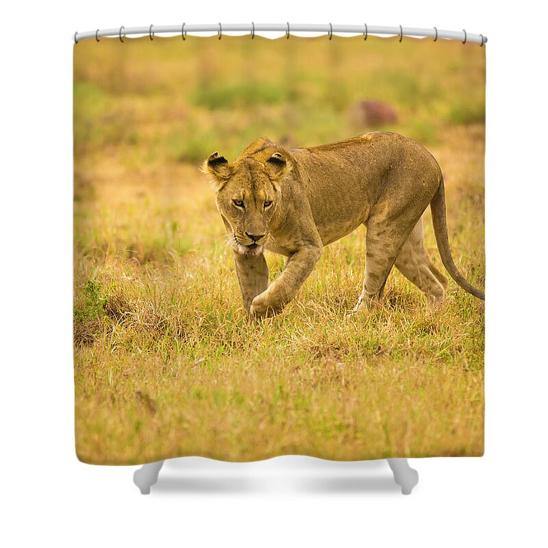 Kenya Shower Curtain featuring the photograph Lioness by Davorlovincic