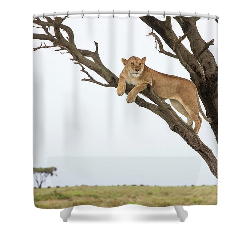Grass Shower Curtain featuring the photograph Lioness In Tree, Ngorongoro, Tanzania by Paul Souders