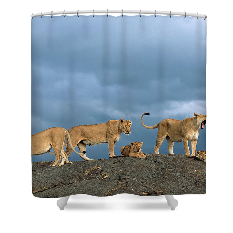Kenya Shower Curtain featuring the photograph Lionesses And Cubs Panthera Leo On by James Warwick