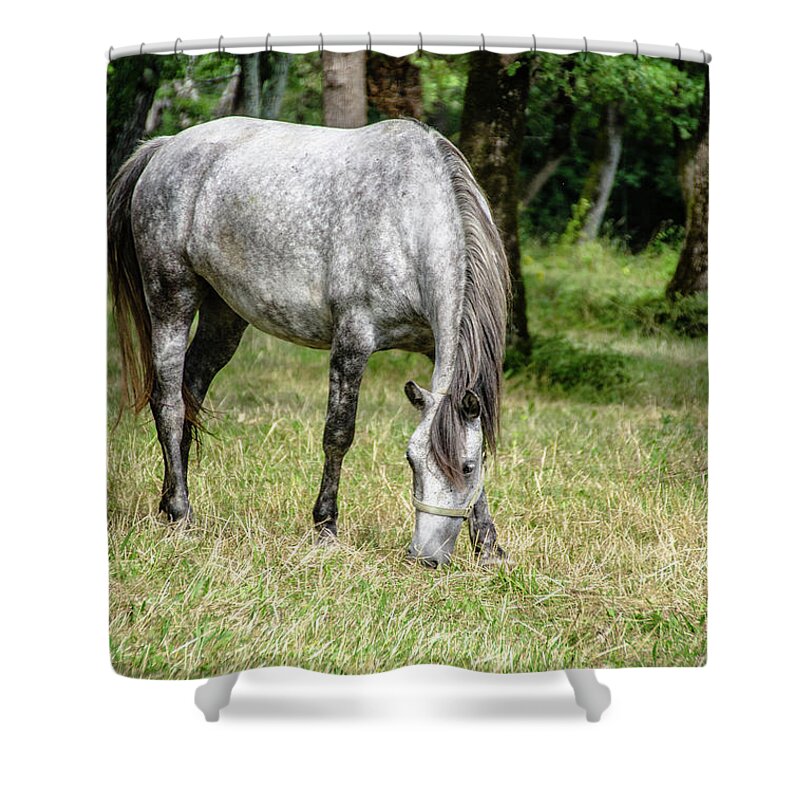 Horse Shower Curtain featuring the photograph Lipizzaner by Tito Slack