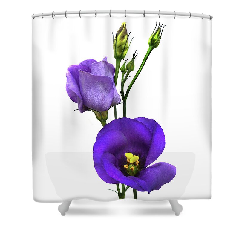 Lisianthus Shower Curtain featuring the photograph Lisianthus Russellianum by Terence Davis