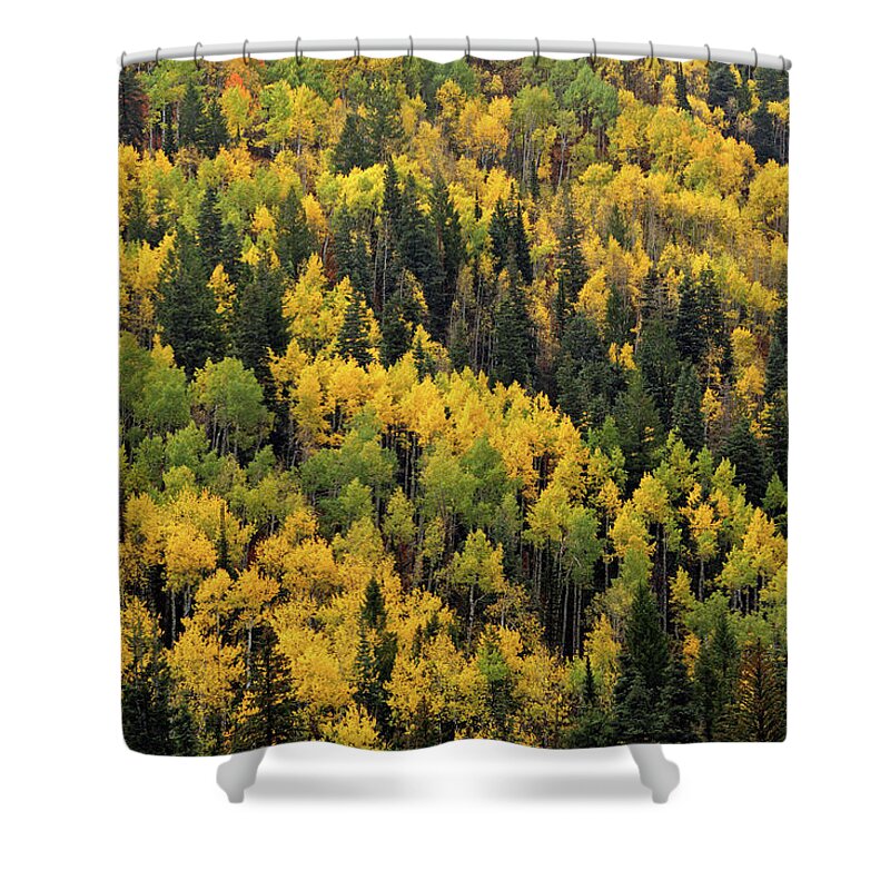  Shower Curtain featuring the photograph Little Cottonwood Fall Color - Alta, Utah by Brett Pelletier