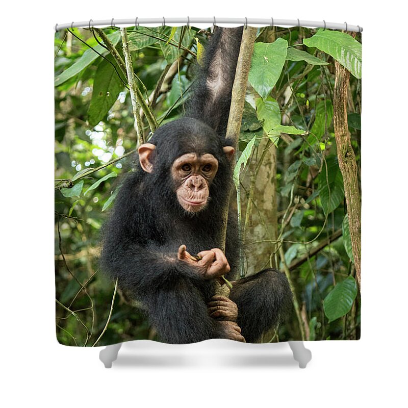 Gerry Ellis Shower Curtain featuring the photograph Little Larry Climbing In Forest by Gerry Ellis