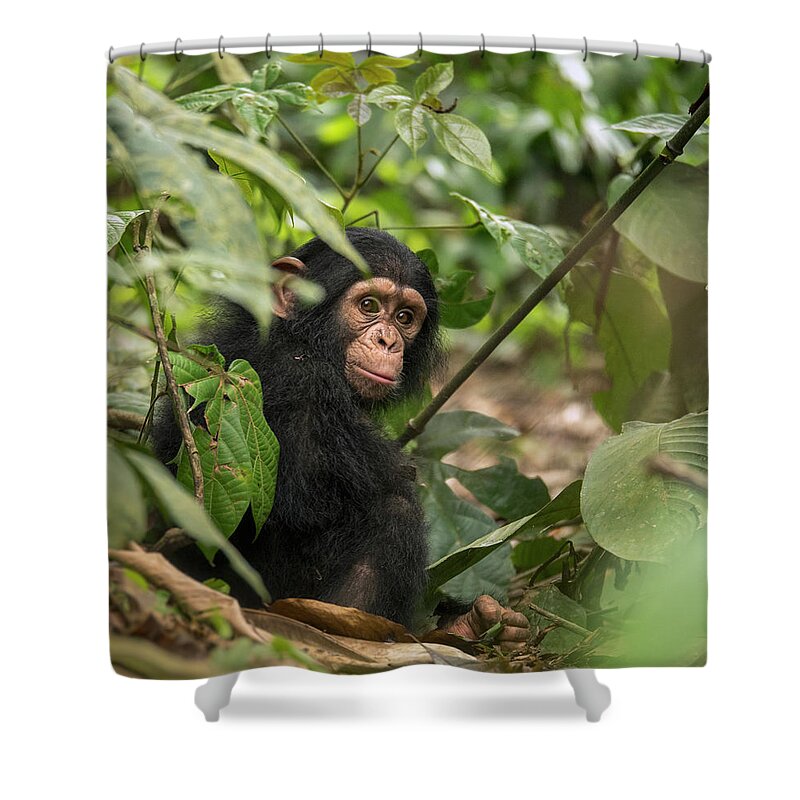 Gerry Ellis Shower Curtain featuring the photograph Little Larry In Forest by Gerry Ellis