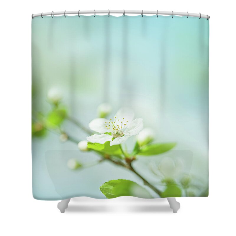 Easter Shower Curtain featuring the photograph Little Plum Blossom On A Plum Tree by Jeja