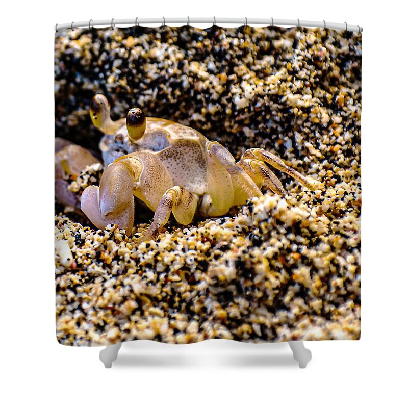 Wildlife Shower Curtain featuring the photograph Little Sand Crab by John Bauer