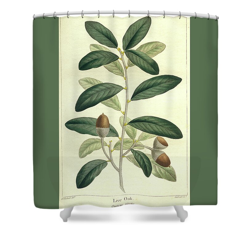 Oak Shower Curtain featuring the drawing Live Oak by Unknown