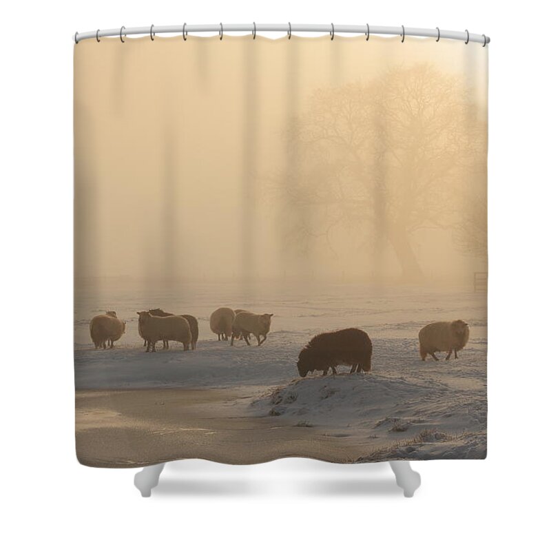 Dawn Shower Curtain featuring the photograph Livestock Grazing On Foggy Winters Day by Jonny Hirons Photography