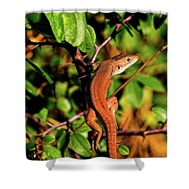 Lizard Shower Curtain featuring the photograph Lizard in the forest by Martin Smith