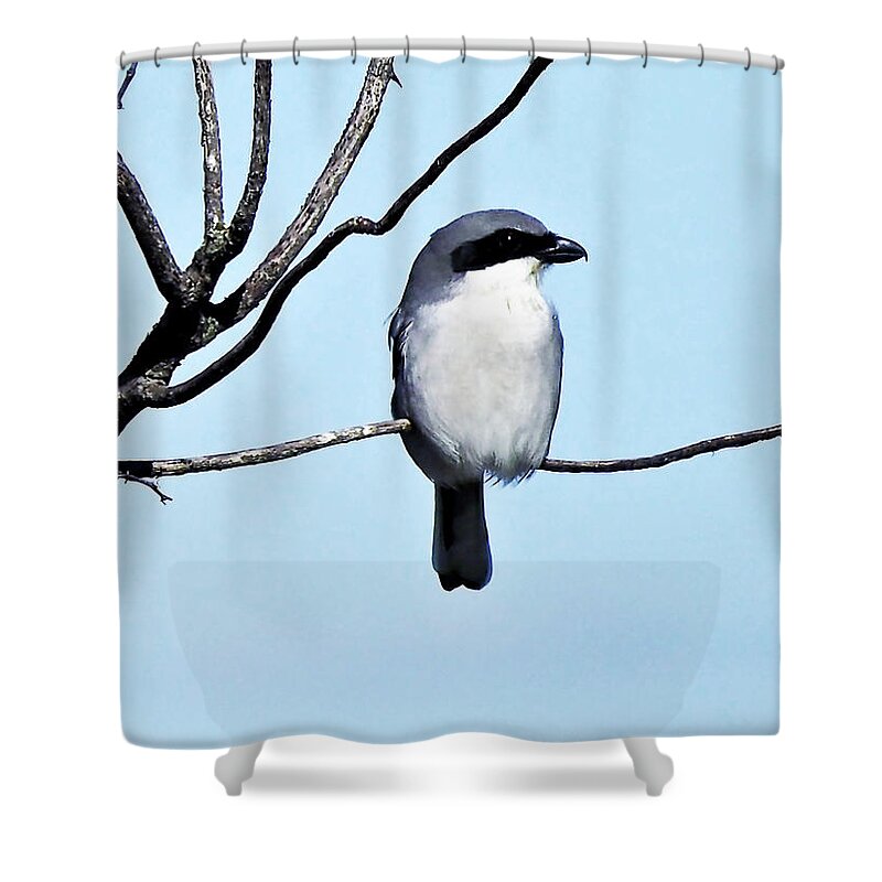 Bird Shower Curtain featuring the photograph Loggerhead Shrike by Jerry Connally