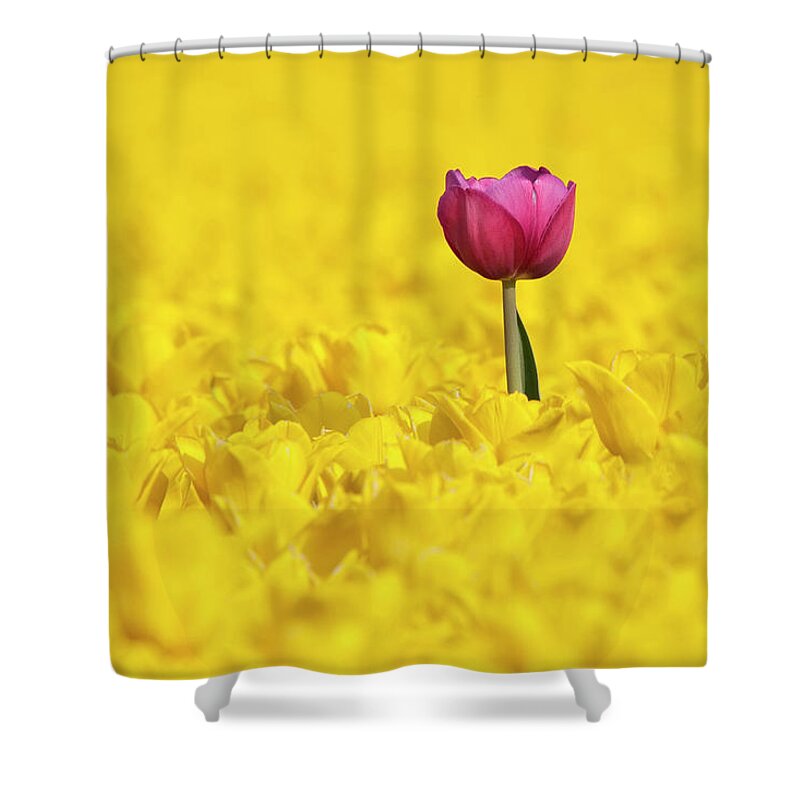 Large Group Of Objects Shower Curtain featuring the photograph Lone Pink Tulip In A Sea Of Yellow by Toos
