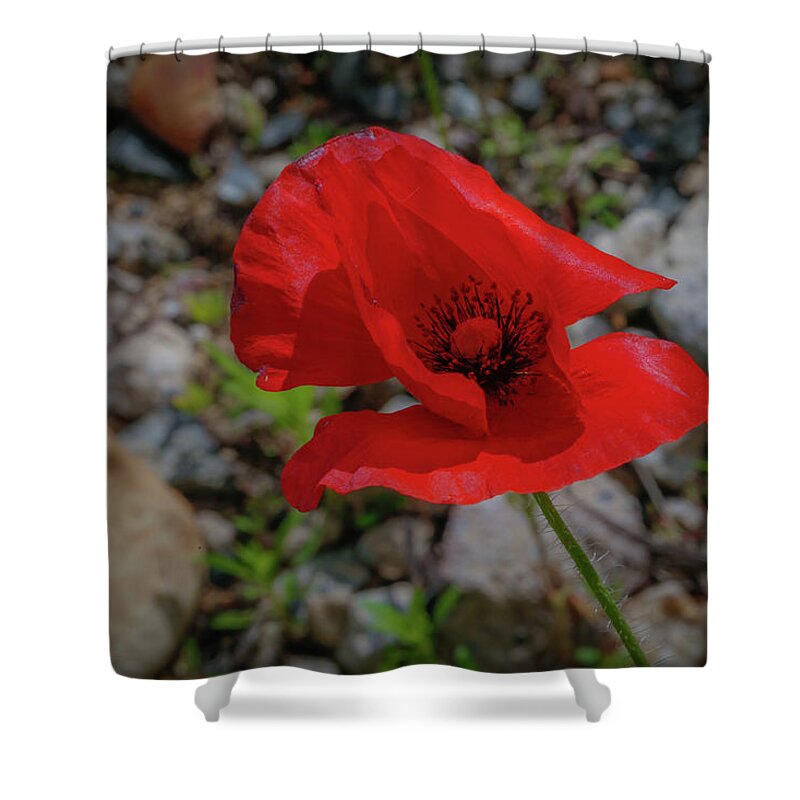 Flower Shower Curtain featuring the photograph Lone Red Flower by Lora J Wilson