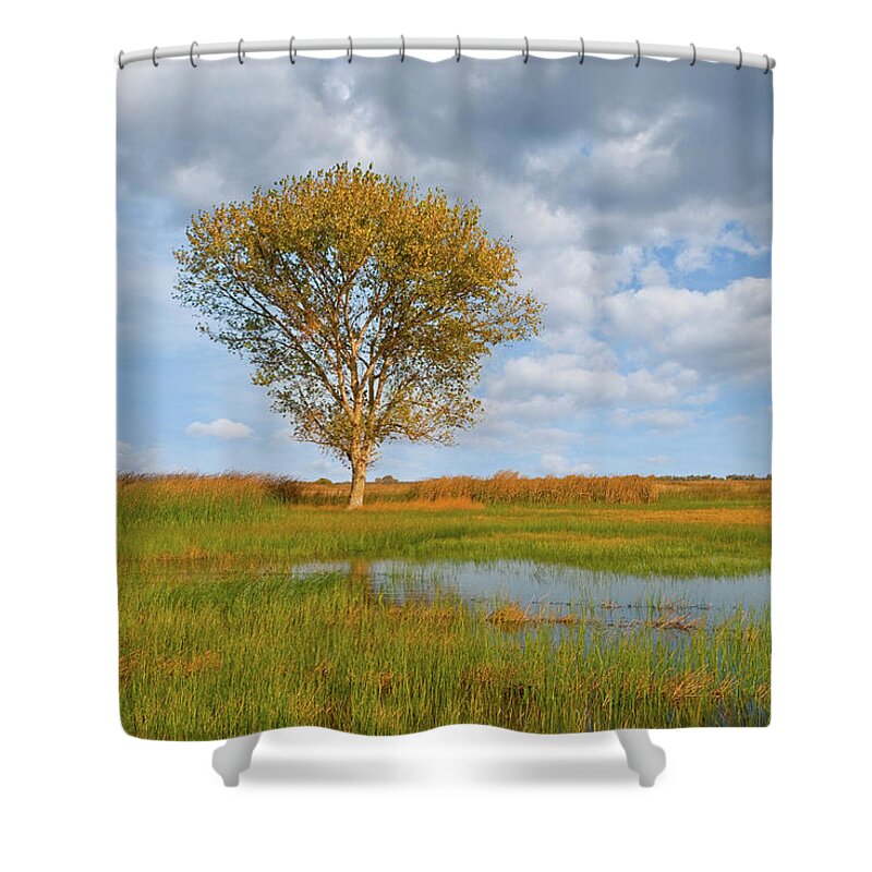 Autumn Shower Curtain featuring the photograph Lone Tree by a Wetland by Jeff Goulden