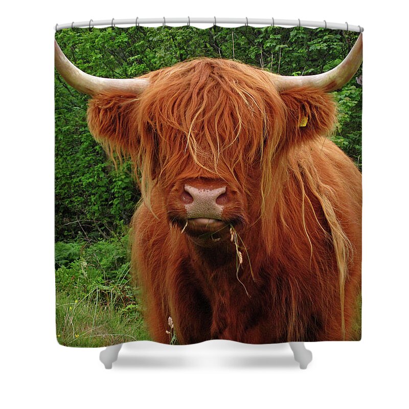 Horned Shower Curtain featuring the photograph Long Haired Highland Cow by David Conniss