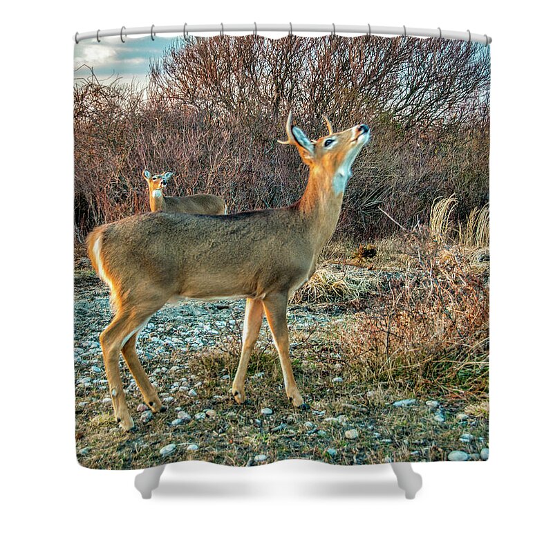 Deer Shower Curtain featuring the photograph Look Up by Cathy Kovarik
