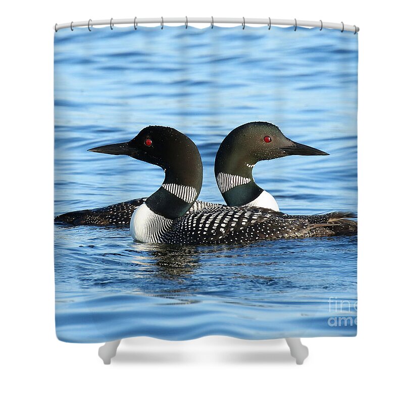 Loon Shower Curtain featuring the photograph Loon love by Heather King