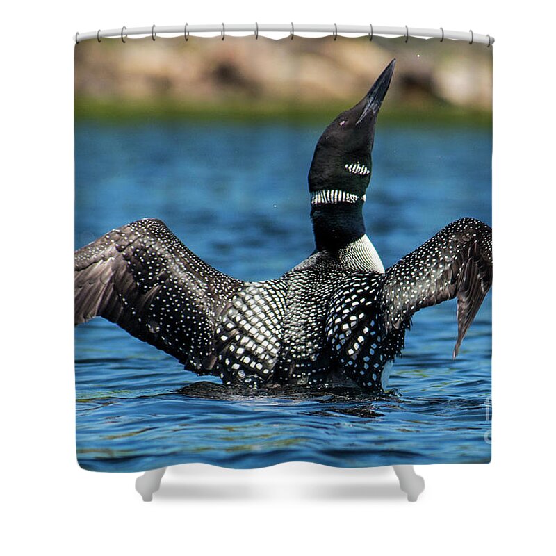 Maine Shower Curtain featuring the photograph Loon Open Wings by Alana Ranney
