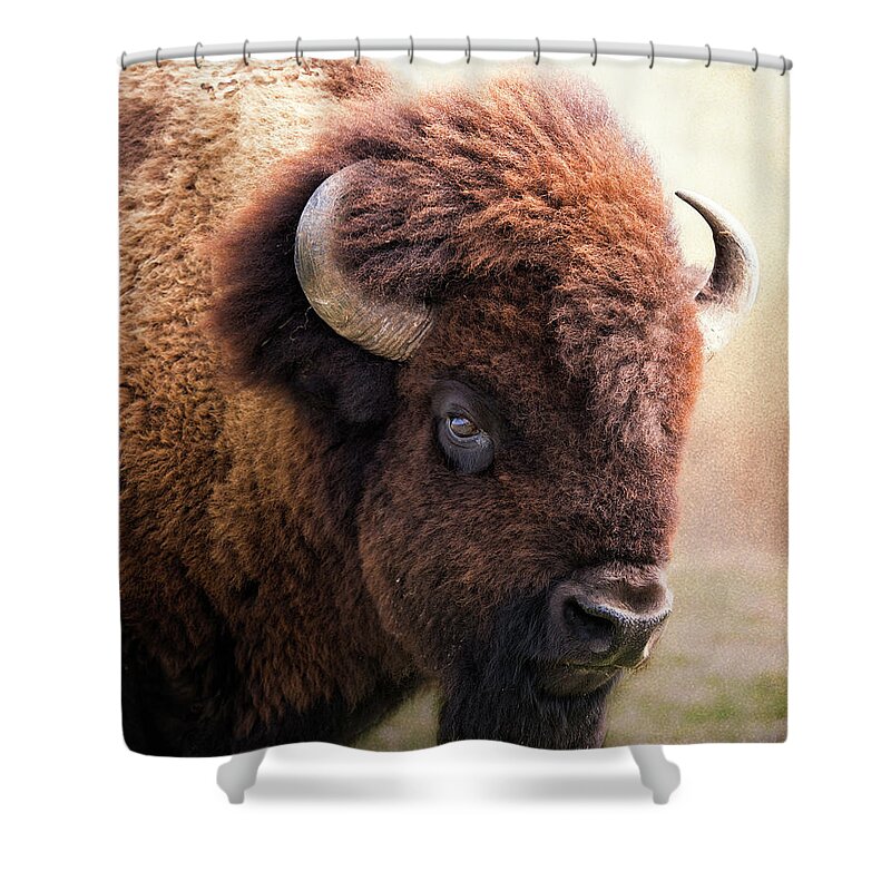 Bison Shower Curtain featuring the photograph Lord of the plains by Ron McGinnis