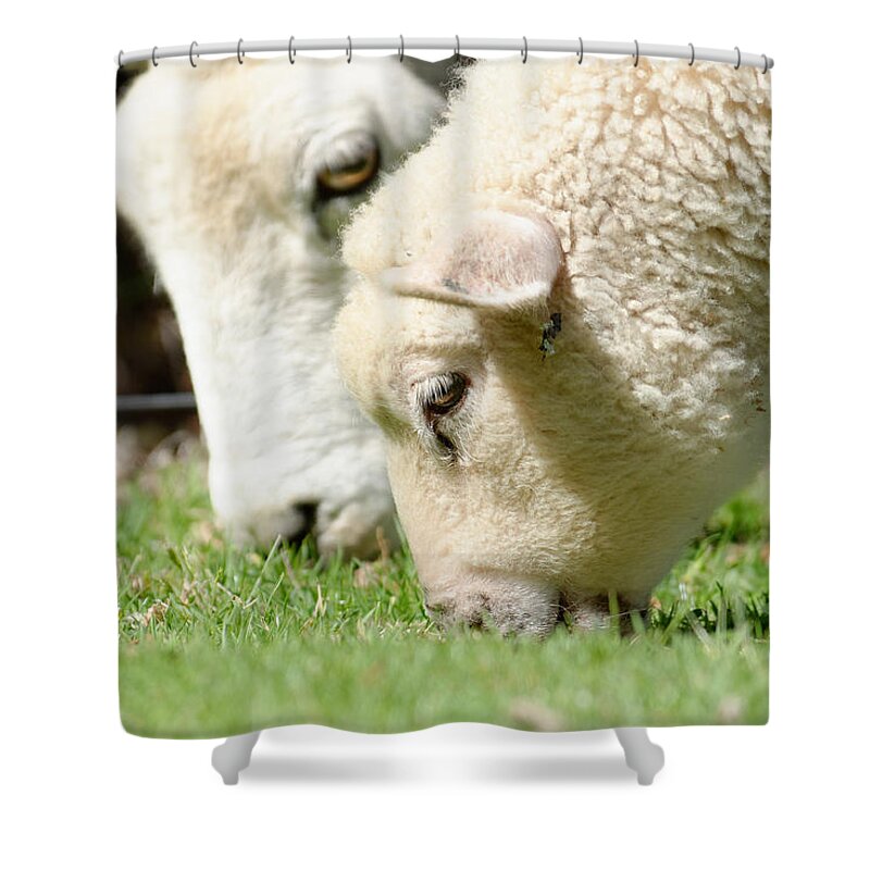 Losing Ground Shower Curtain featuring the photograph Losing Ground -- Sheep and Cow in Tauranga, New Zealand by Darin Volpe