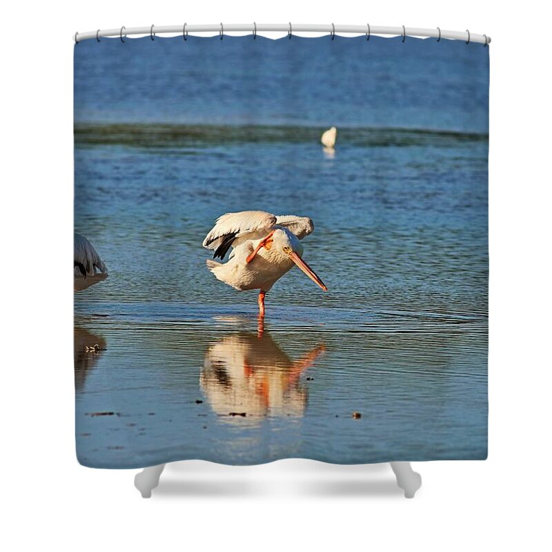 Pelicans Shower Curtain featuring the photograph Louder- I Cannot Hear You by Michiale Schneider