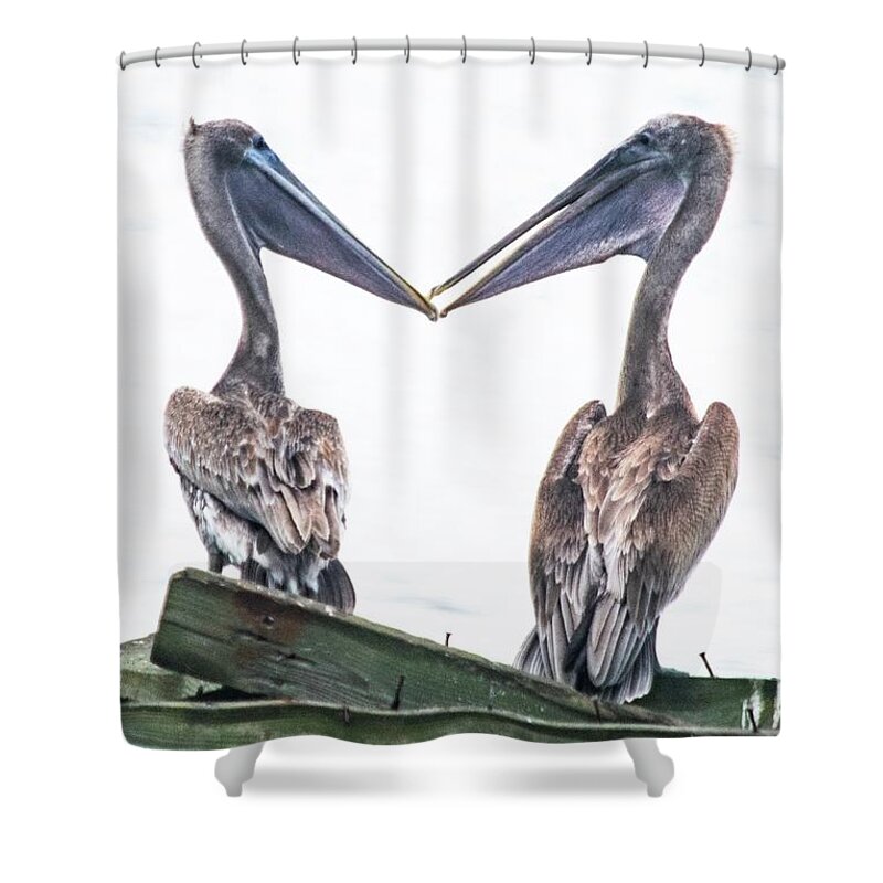 Two Brown Pelicans Shower Curtain featuring the photograph Love Birds by Mary Ann Artz
