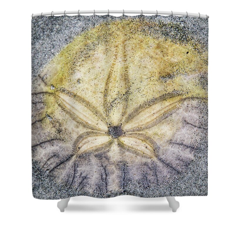 Sand Dollar Shower Curtain featuring the photograph Lucky Sand Dollar by Peggy Collins