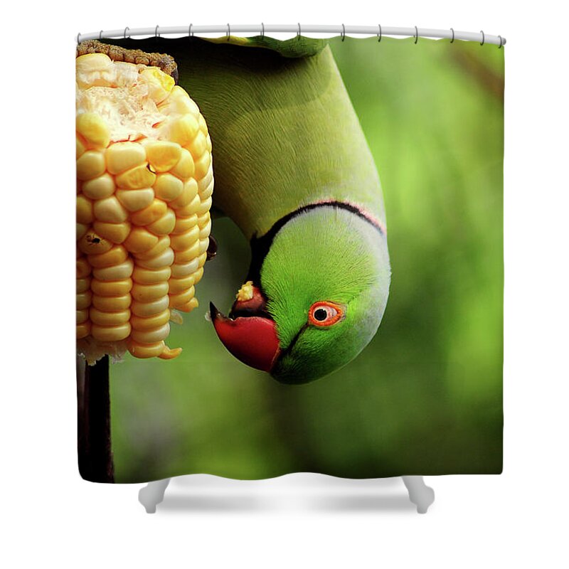 Animal Themes Shower Curtain featuring the photograph Lunchtime by © All Rights Reserved. Jayfarhana