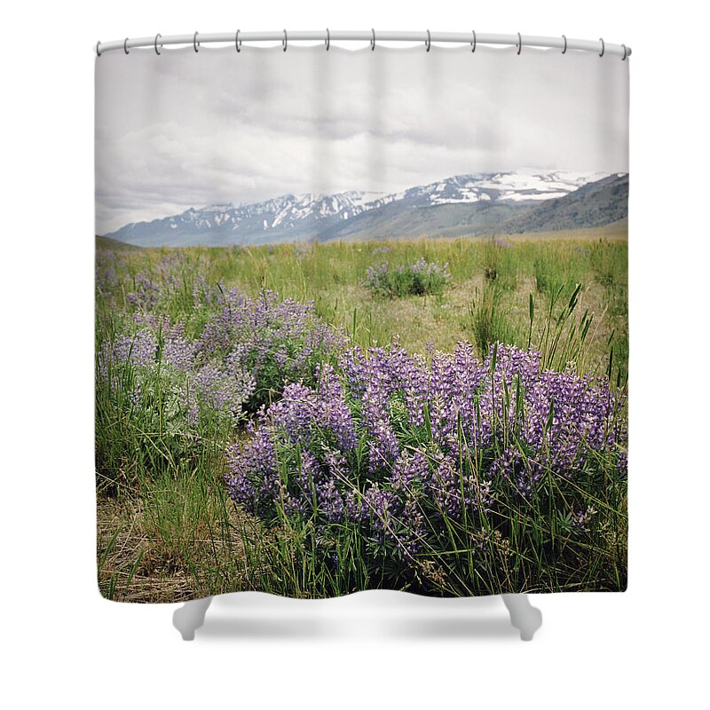 Scenics Shower Curtain featuring the photograph Lupine And Mountain Range by Danielle D. Hughson
