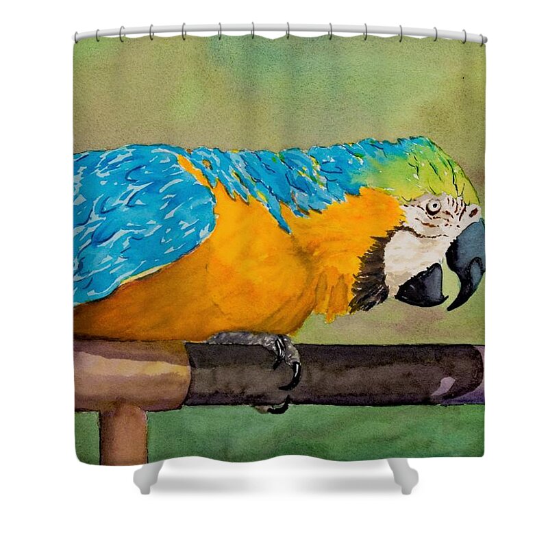 Bird Shower Curtain featuring the painting Macaw in Orange and Blue by Margaret Zabor