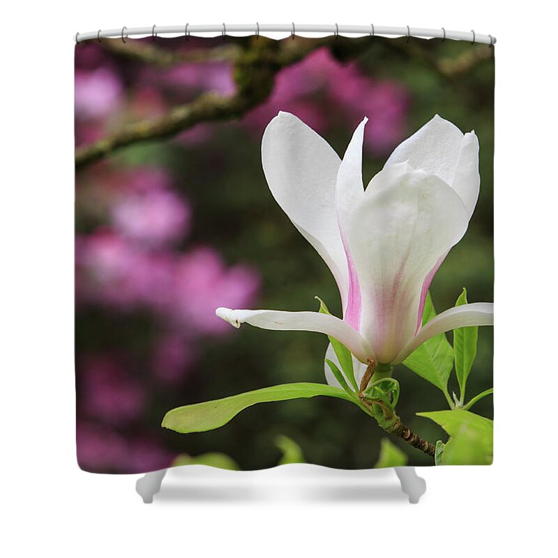 Japanese Garden Shower Curtain featuring the photograph Magnolia by Briand Sanderson