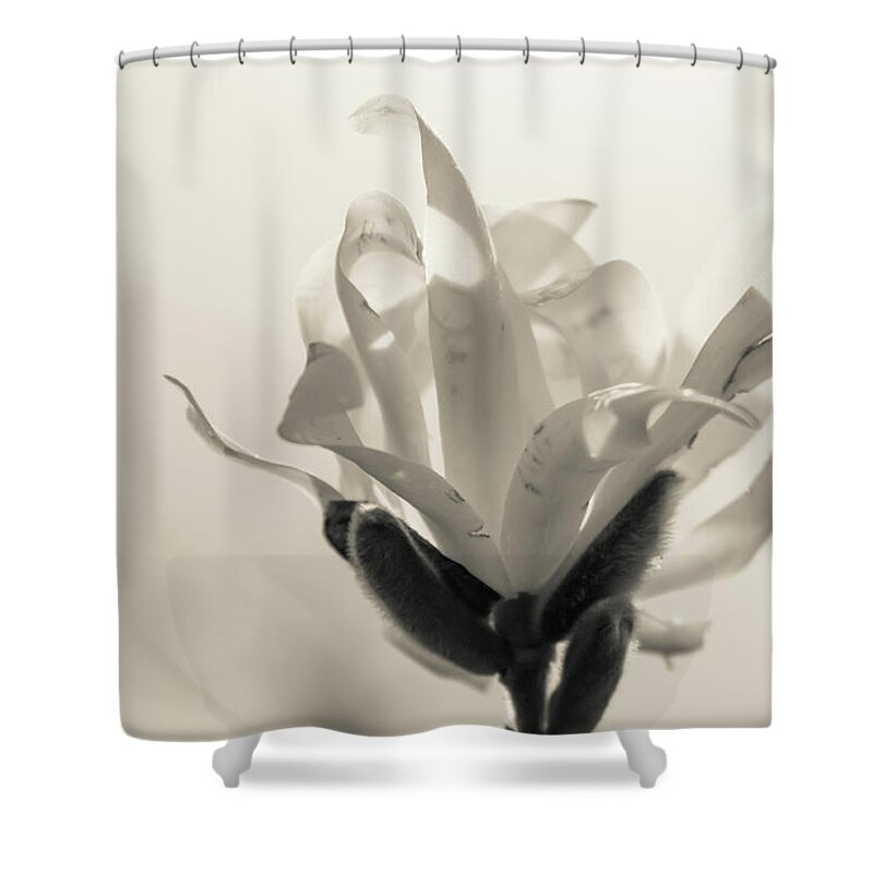 Magnolia Stellata Shower Curtain featuring the photograph Magnolia by Wendy Cooper