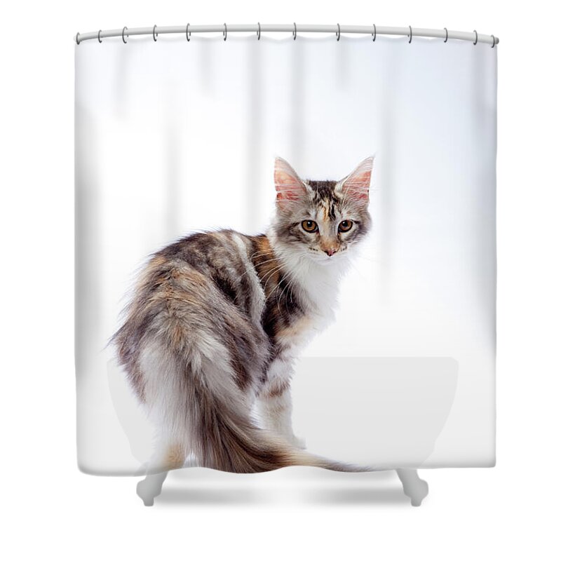 White Background Shower Curtain featuring the photograph Maine Coon Cat by Ultra.f