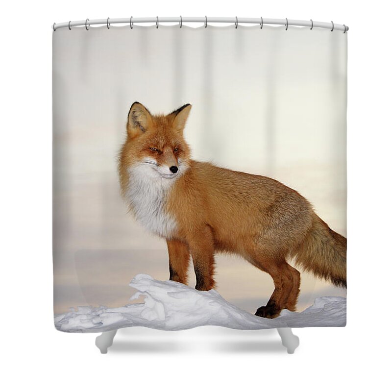 Details about   Fox Shower Curtain Vibrant Art Fox Resting Print for Bathroom 