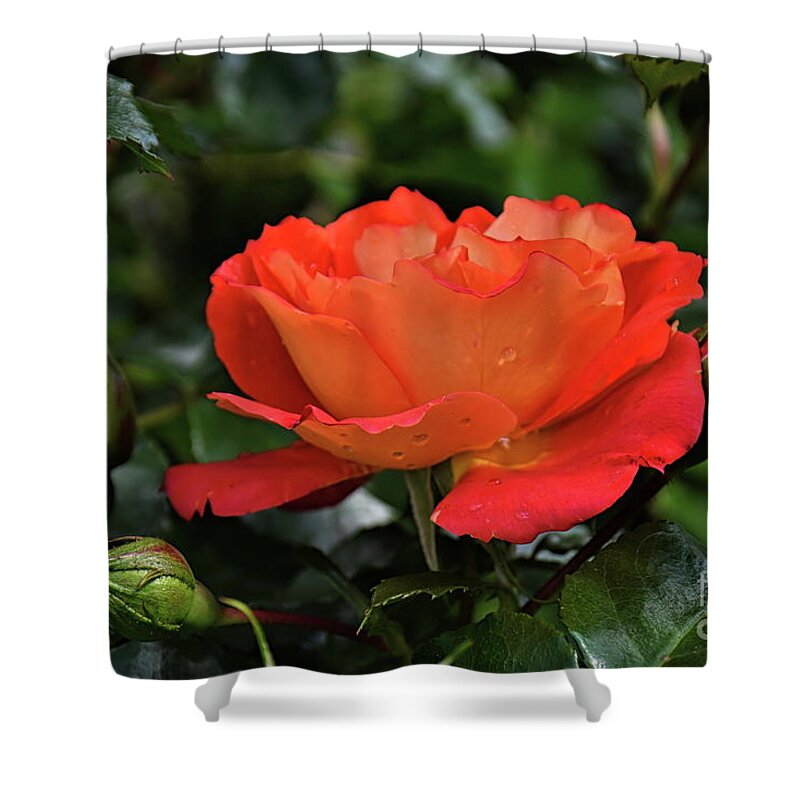 Red Shower Curtain featuring the photograph Majestic Rose by Diana Mary Sharpton