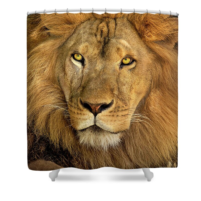 Dave Welling Shower Curtain featuring the photograph Male African Lion Portrait Wildlife Rescue by Dave Welling