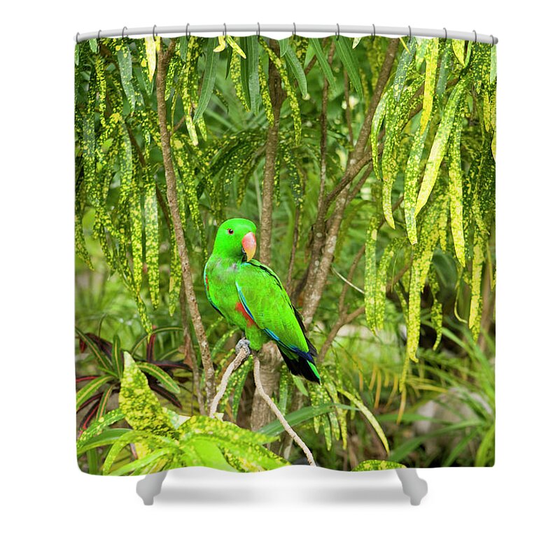 Tropical Rainforest Shower Curtain featuring the photograph Male Eclectus Parrot Eclectus Roratus by Michele Westmorland
