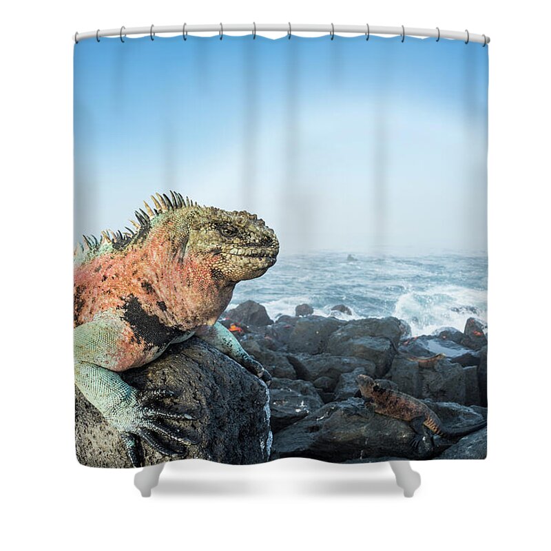 Animals Shower Curtain featuring the photograph Male Marine Iguana And Fogbow by Tui De Roy