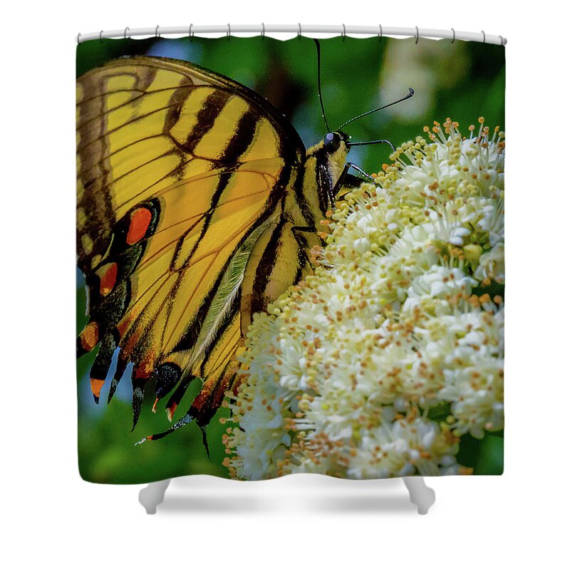 Butterfly Shower Curtain featuring the photograph Manassas Butterfly by Lora J Wilson