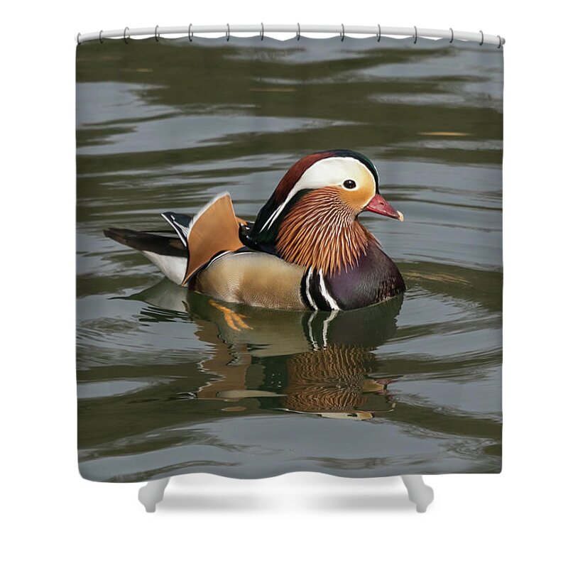 Wildlifephotograpy Shower Curtain featuring the photograph Mandarin Duck by Wendy Cooper