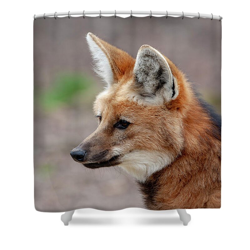 Maned Wolf Shower Curtain featuring the mixed media Maned Wolf by Smart Aviation
