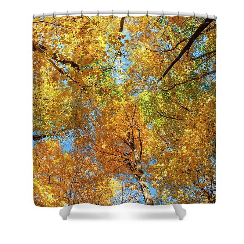 Canopy Shower Curtain featuring the photograph Maple Canopy by Todd Klassy