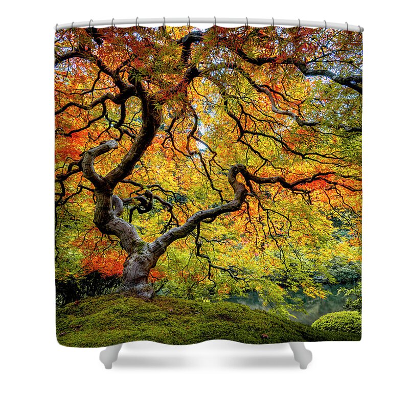 Maple Shower Curtain featuring the photograph Maple Fall Color in Oregon by Michael Ash