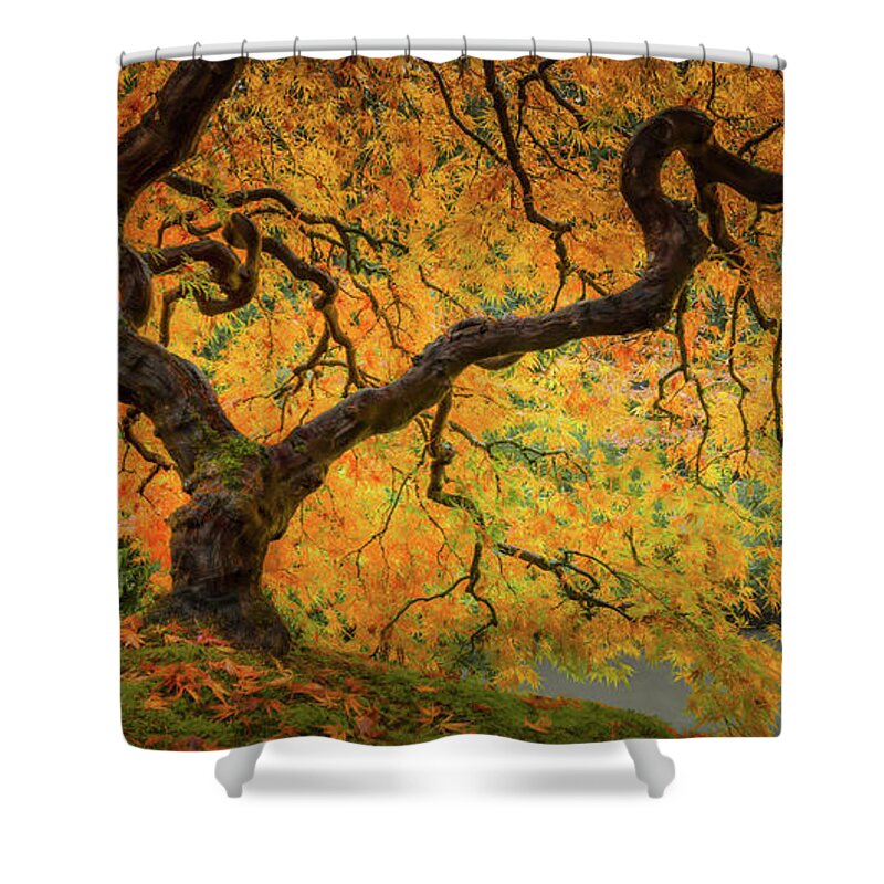 Autumn Colors Shower Curtain featuring the photograph Maple in the Autumn Light by Don Schwartz
