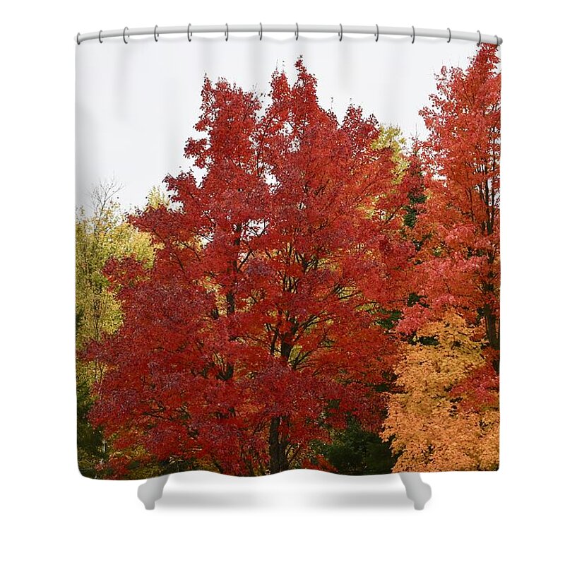Maple. Red. Tree Shower Curtain featuring the photograph Maple Steals The Show by Hella Buchheim